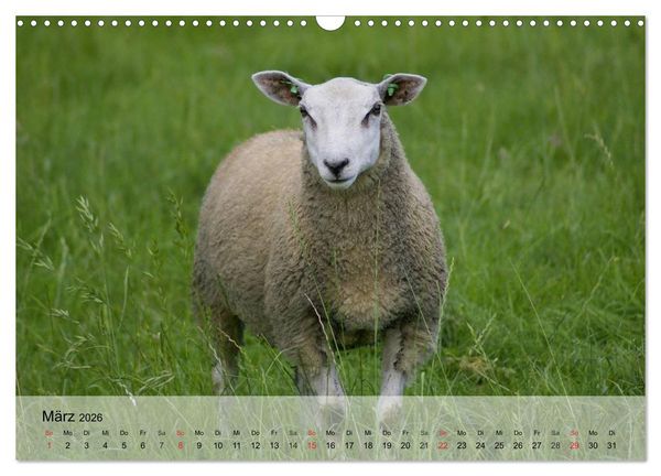Produktbild: Schafe z&auml;hlen leicht gemacht! (Wandkalender 2026 DIN A3 quer), CALVENDO Monatskalender
