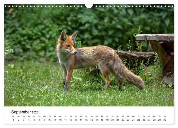 Produktbild: Wilde Tiere unserer Heimat (Wandkalender 2026 DIN A3 quer), CALVENDO Monatskalender