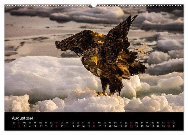 Produktbild: Seeadler - K&ouml;nige der L&uuml;fte (Wandkalender 2026 DIN A2 quer), CALVENDO Monatskalender