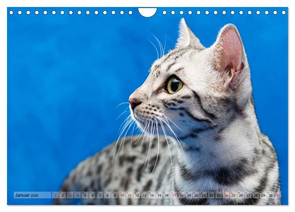 Produktbild: Liebe auf den ersten Katzenblick (Wandkalender 2026 DIN A4 quer), CALVENDO Monatskalender