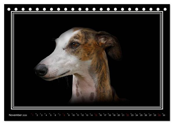 Produktbild: Galgo Espa&ntilde;ol 2026- Der spanische Windhund (Tischkalender 2026 DIN A5 quer), CALVENDO Monatskalender