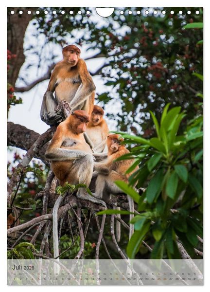 Produktbild: BORNEO Bedrohtes Paradies (Wandkalender 2026 DIN A4 hoch), CALVENDO Monatskalender