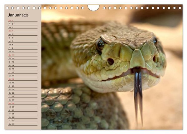 Produktbild: Giftschlangen (Wandkalender 2026 DIN A4 quer), CALVENDO Monatskalender