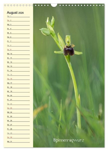 Produktbild: Wildwachsende Orchideen in Bayern (Wandkalender 2026 DIN A3 hoch), CALVENDO Monatskalender