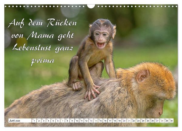 Produktbild: Tierbabies - Spruchkalender (Wandkalender 2026 DIN A3 quer), CALVENDO Monatskalender