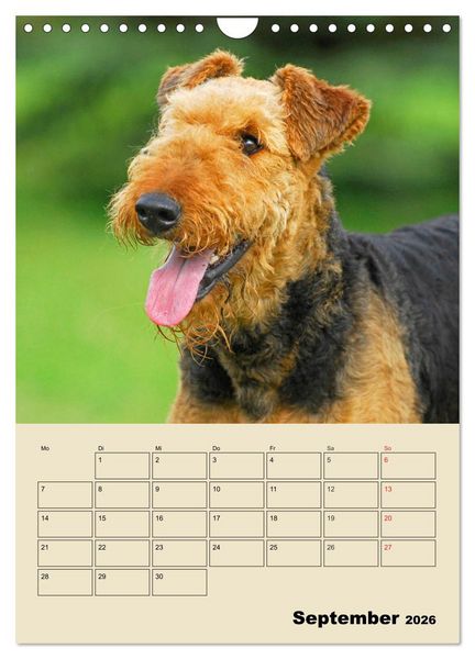 Produktbild: Airedale Terrier - Temperament auf 4 Pfoten (Wandkalender 2026 DIN A4 hoch), CALVENDO Monatskalender