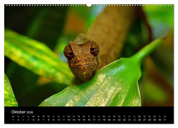 Produktbild: Reptilien (hochwertiger Premium Wandkalender 2026 DIN A2 quer), Kunstdruck in Hochglanz