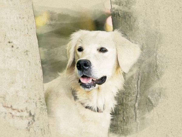 Produktbild: CALVENDO Puzzle Ein Motiv aus dem Kalender Golden Retriever 2017 | 1000 Teile Lege-Gr&ouml;&szlig;e 64x48cm Foto-Puzzle f&uuml;r gl&uuml;ckliche Stunden
