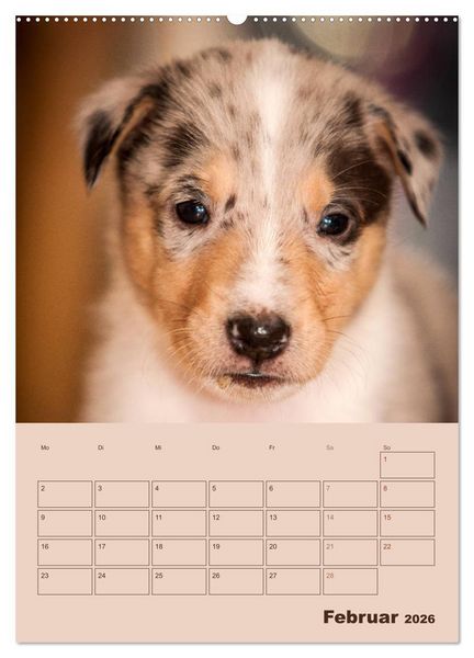 Produktbild: Kurzhaarcollies (Wandkalender 2026 DIN A2 hoch), CALVENDO Monatskalender