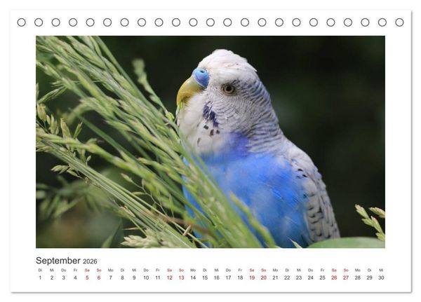 Produktbild: Wellensittichkalender! - Das Original (Tischkalender 2026 DIN A5 quer), CALVENDO Monatskalender