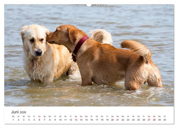 Produktbild: Freunde auf vier Pfoten am Strand (hochwertiger Premium Wandkalender 2026 DIN A2 quer), Kunstdruck in Hochglanz