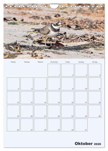 Produktbild: Wildes Leben auf Helgoland (Wandkalender 2026 DIN A4 hoch), CALVENDO Monatskalender