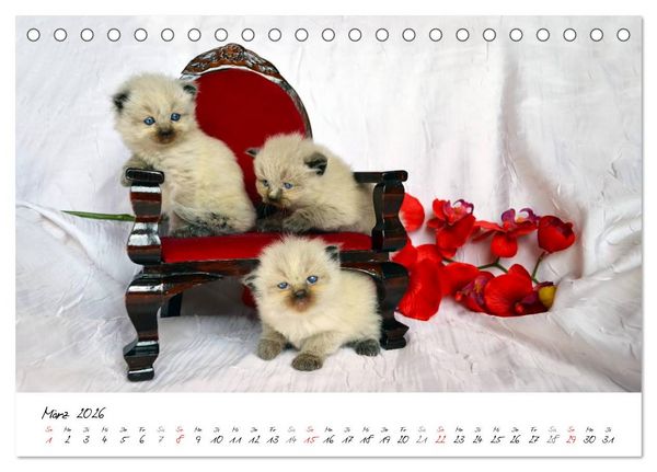 Produktbild: Katzenparade (Tischkalender 2026 DIN A5 quer), CALVENDO Monatskalender