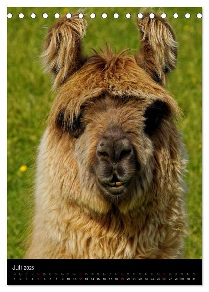 Produktbild: LAMAS (Tischkalender 2026 DIN A5 hoch), CALVENDO Monatskalender