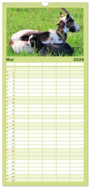 Produktbild: Familienplaner 2026 - Wer zickt denn da? Mit Ziegen durchs Jahr mit 5 Spalten (Wandkalender, 21 x 45 cm) CALVENDO