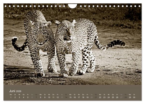 Produktbild: Wildes Afrika (Wandkalender 2026 DIN A4 quer), CALVENDO Monatskalender