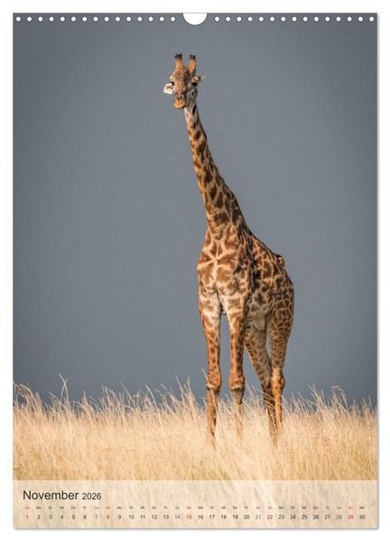 Produktbild: Emotionale Momente: Giraffen, die h&ouml;chsten Tiere der Welt. (Wandkalender 2026 DIN A3 hoch), CALVENDO Monatskalender