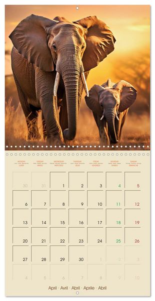Produktbild: Let's go on Safari - Animal babies in Africa (Wall Calendar 2026 12 &times; 12 Inch) CALVENDO 12 Month Wall Calendar