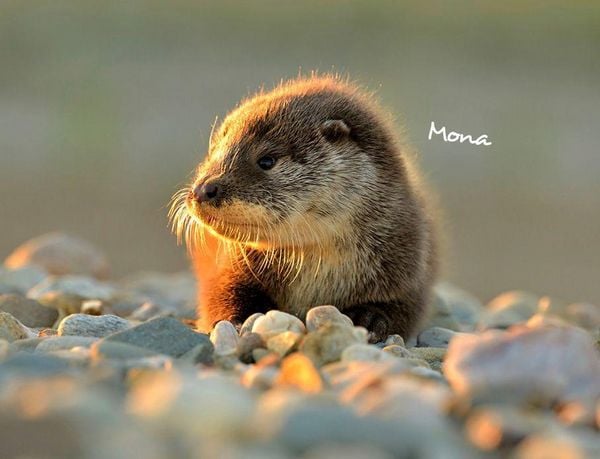 Produktbild: Otter Kalender 2027 Wandkalender Eintragkalender