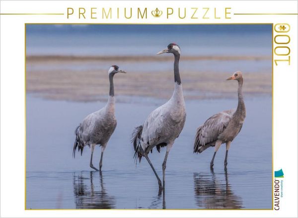 CALVENDO Puzzle Im Wasser watende Kraniche im Detail | 1000 Teile Lege-Größe 64 × 48 cm Foto-Puzzle für glückliche Stunden