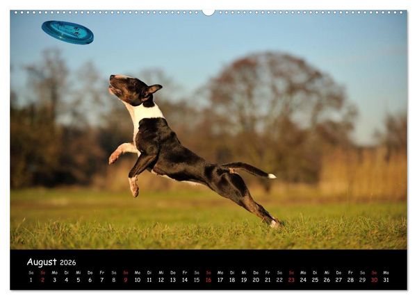 Produktbild: Bullterrier? Was sonst! (hochwertiger Premium Wandkalender 2026 DIN A2 quer), Kunstdruck in Hochglanz