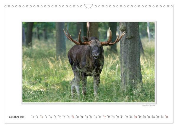 Produktbild: Emotionale Momente: Europ&auml;ischer Elch. (Wandkalender 2027 DIN A3 quer), CALVENDO Monatskalender