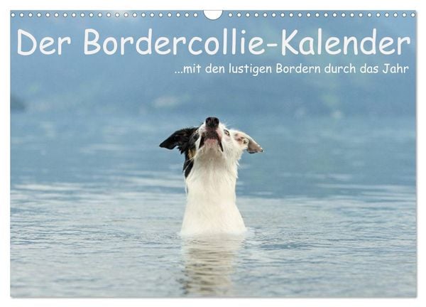 Produktbild: Der Bordercollie-Kalender (Wandkalender 2026 DIN A3 quer), CALVENDO Monatskalender