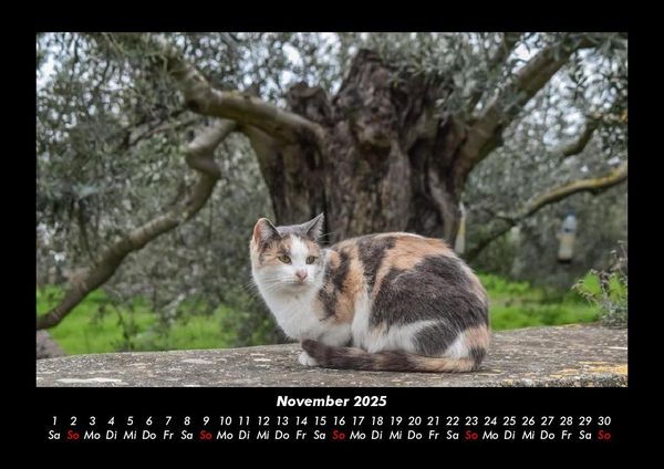 Produktbild: F&uuml;r Katzenfreunde 2025 Fotokalender DIN A3