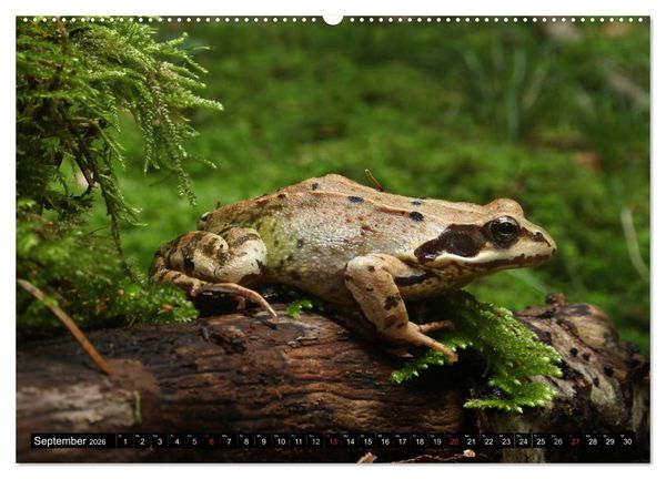 Produktbild: Salamander und Co. (hochwertiger Premium Wandkalender 2026 DIN A2 quer), Kunstdruck in Hochglanz