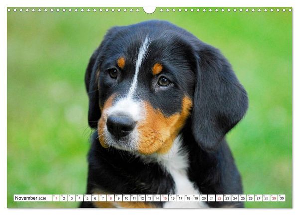 Produktbild: Schweizer Sennenhunde - die Hunde aus den Schweizer Alpen (Wandkalender 2026 DIN A3 quer), CALVENDO Monatskalender