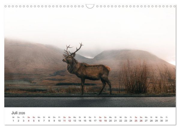 Produktbild: Rothirsche - Die imposanten K&ouml;nige der W&auml;lder. (Wandkalender 2026 DIN A3 quer), CALVENDO Monatskalender
