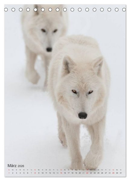 Produktbild: Emotionale Momente: Der Wolf. (Tischkalender 2026 DIN A5 hoch), CALVENDO Monatskalender