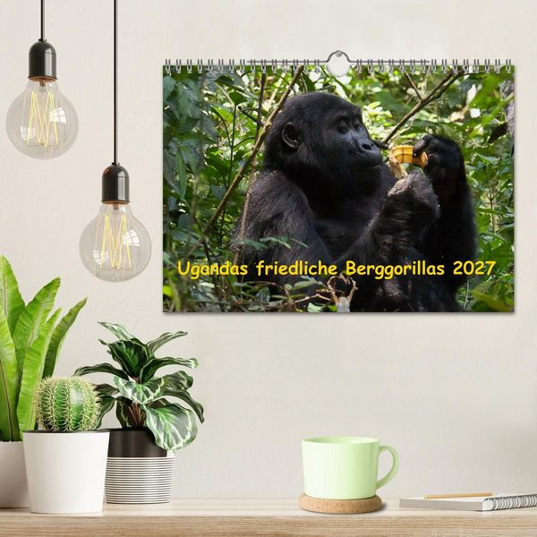 Produktbild: Ugandas friedliche Berggorillas (Wandkalender 2027 DIN A4 quer), CALVENDO Monatskalender