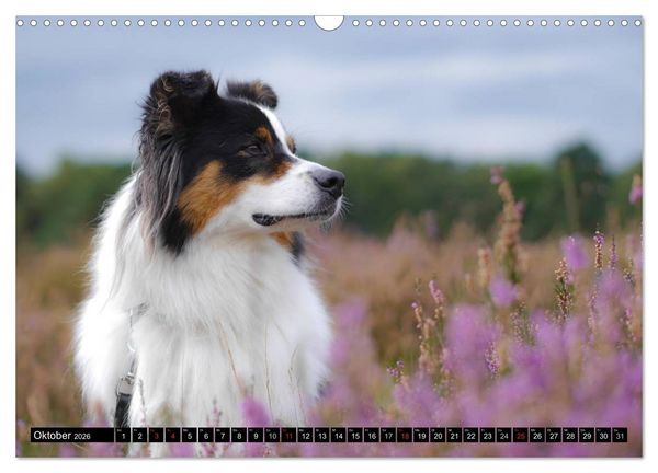 Produktbild: Australian Shepherd - Lebensfreude auf vier Pfoten (Wandkalender 2026 DIN A3 quer), CALVENDO Monatskalender