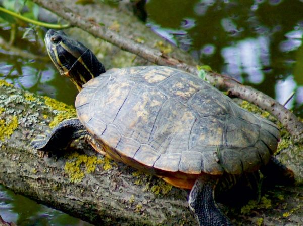 Produktbild: Wasserschildkr&ouml;te (Puzzle)
