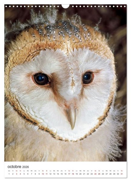 Produktbild: Une chouette de vie, les oiseaux (Calendrier mural 2026 DIN A3 horizontal), CALVENDO calendrier mensuel