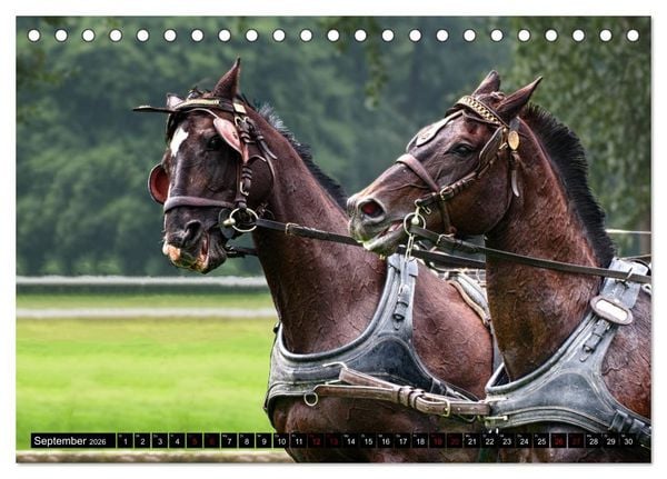 Produktbild: Fahrpferde in Aktion (Tischkalender 2026 DIN A5 quer), CALVENDO Monatskalender