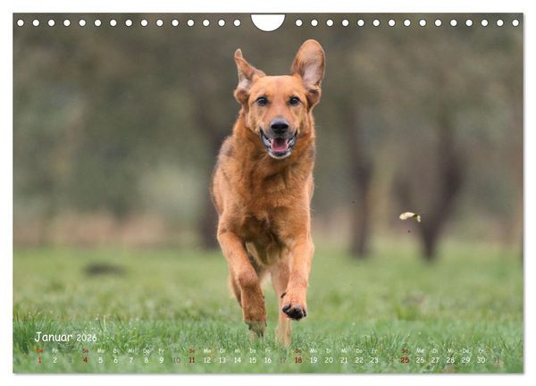 Produktbild: Fr&ouml;hliche Hunde (Wandkalender 2026 DIN A4 quer), CALVENDO Monatskalender