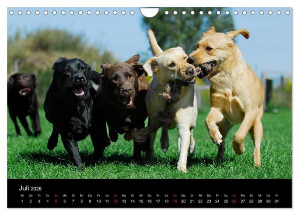 Produktbild: Labrador Retriever 2026 (Wandkalender 2026 DIN A4 quer), CALVENDO Monatskalender