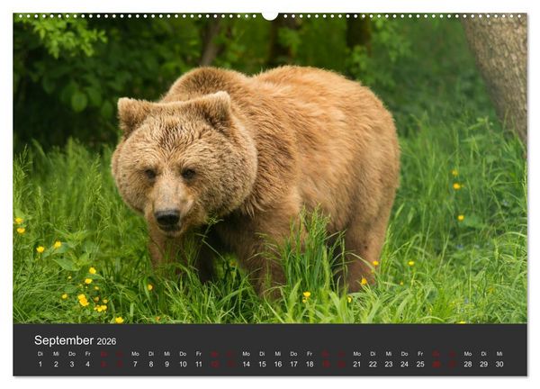 Produktbild: Die grossen B&auml;rentatzen (Wandkalender 2026 DIN A2 quer), CALVENDO Monatskalender