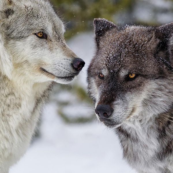 Produktbild: Wolves 2024