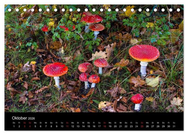 Produktbild: Pilze (Tischkalender 2026 DIN A5 quer), CALVENDO Monatskalender
