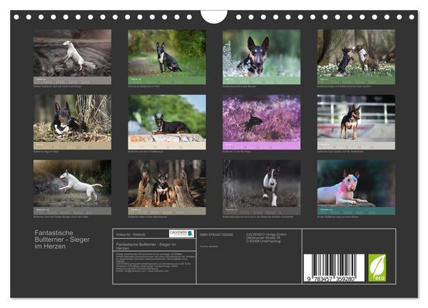 Produktbild: Fantastische Bullterrier - Sieger im Herzen (Wandkalender 2026 DIN A4 quer), CALVENDO Monatskalender