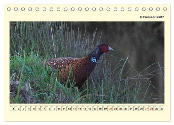 Produktbild: Tierwelt der W&uuml;mmeniederung (Tischkalender 2027 DIN A5 quer), CALVENDO Monatskalender