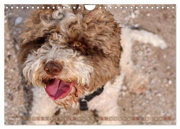 Produktbild: Lagotto Romagnolo Mountain Life (Wall Calendar 2026 DIN A4 landscape), CALVENDO 12 Month Wall Calendar