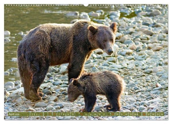 Produktbild: B&auml;r, Wolf und Co - Tiere Nordamerikas (Wandkalender 2026 DIN A2 quer), CALVENDO Monatskalender