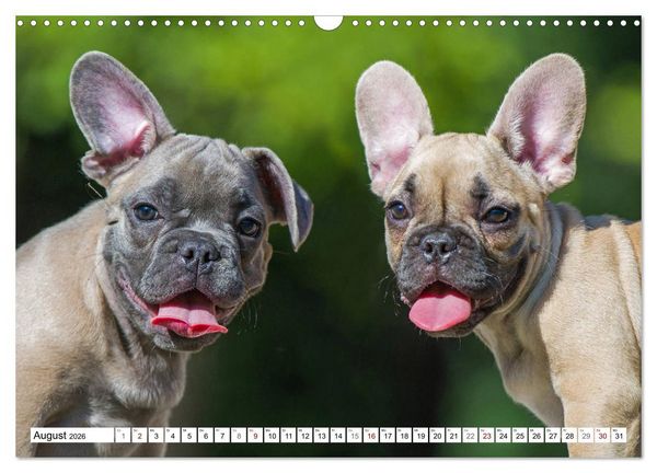 Produktbild: Kleiner Kobold Franz&ouml;sische Bulldogge (Wandkalender 2026 DIN A3 quer), CALVENDO Monatskalender