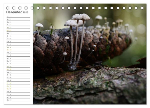 Produktbild: Schwammerl Egerlinge Pilze (Tischkalender 2026 DIN A5 quer), CALVENDO Monatskalender