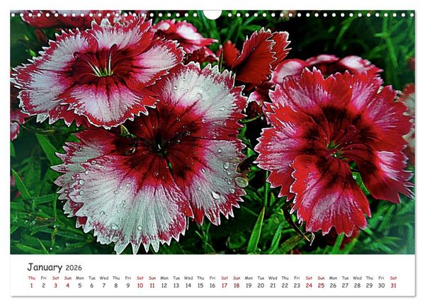Produktbild: Vivacious Florals (Wall Calendar 2026 DIN A3 landscape), CALVENDO 12 Month Wall Calendar