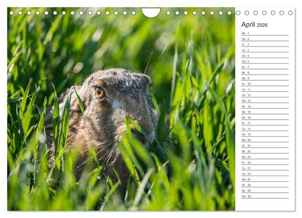 Produktbild: Emotionale Momente: Wild und Jagd. (Wandkalender 2026 DIN A4 quer), CALVENDO Monatskalender